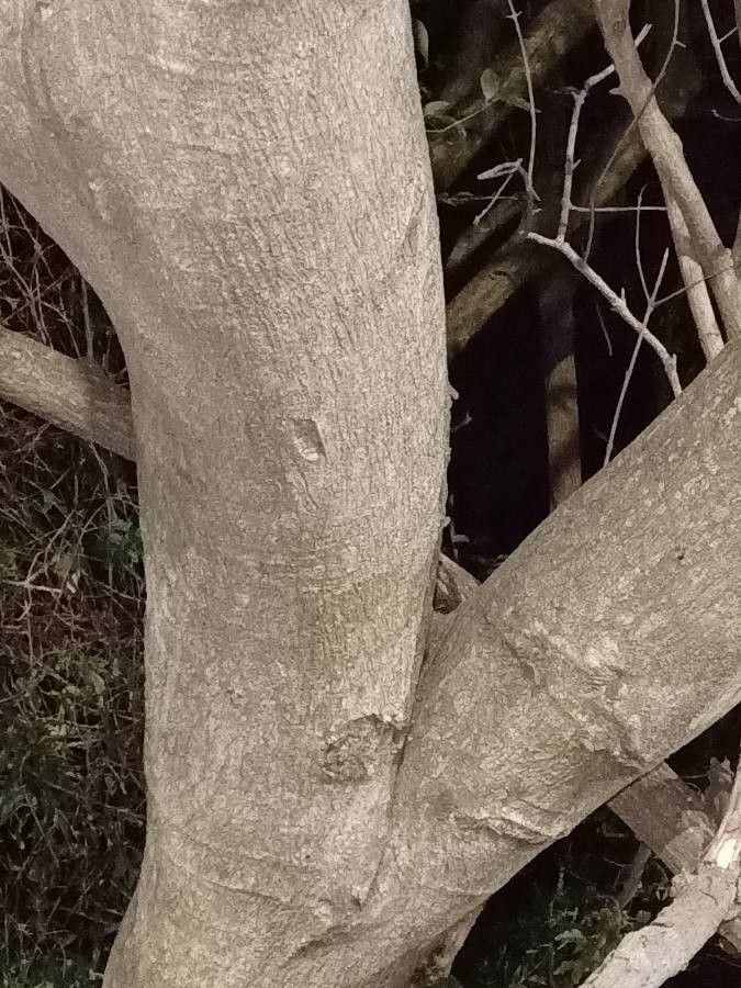 Lonchocarpus nitidus bark