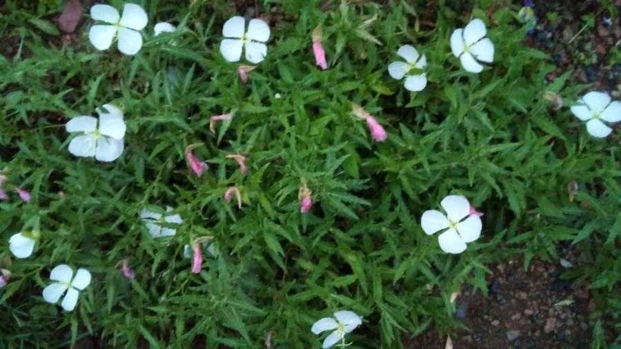 Oenothera neomexicana habit