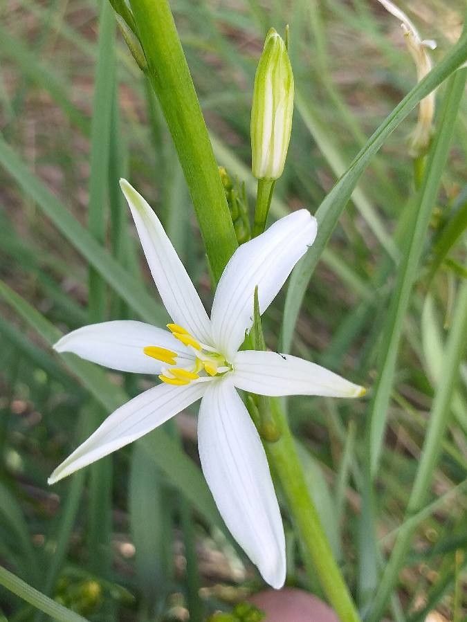 Anthericum liliago flower