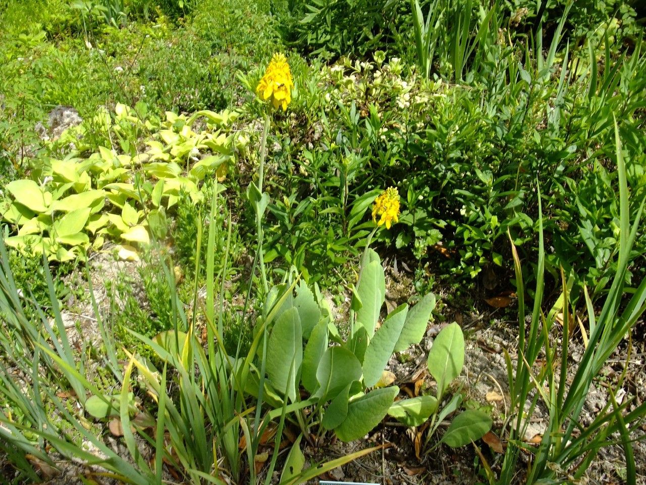 Ligularia mongolica other