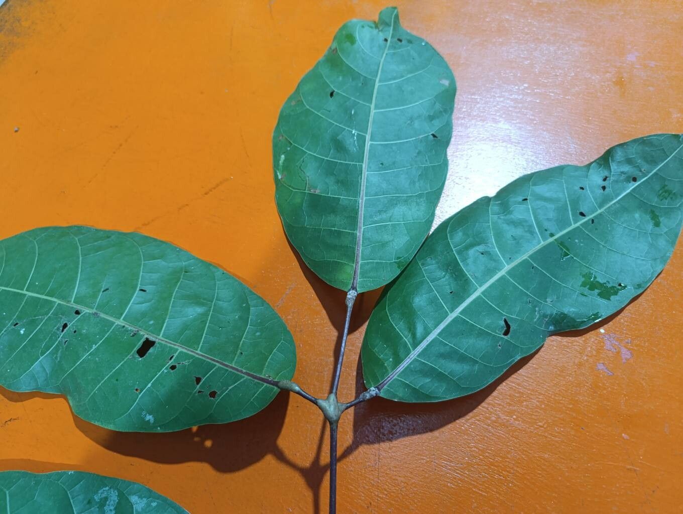 Protium macrophyllum leaf