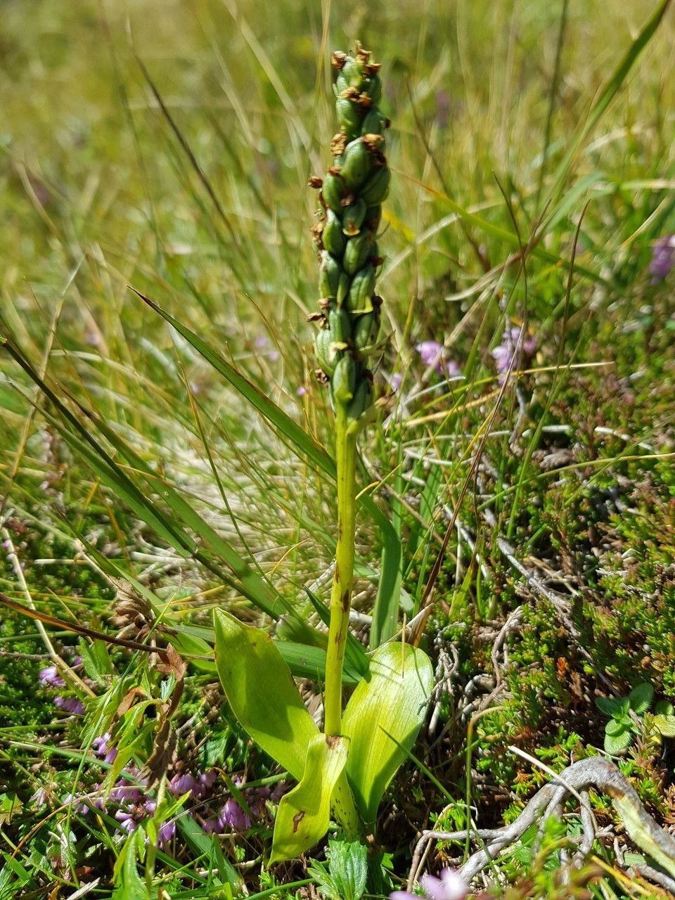 Pseudorchis albida fruit