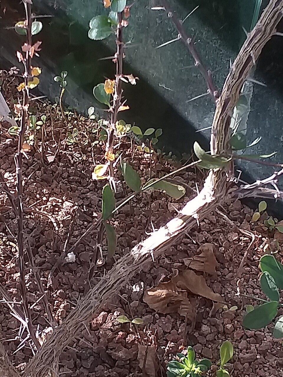 Fouquieria diguetii bark