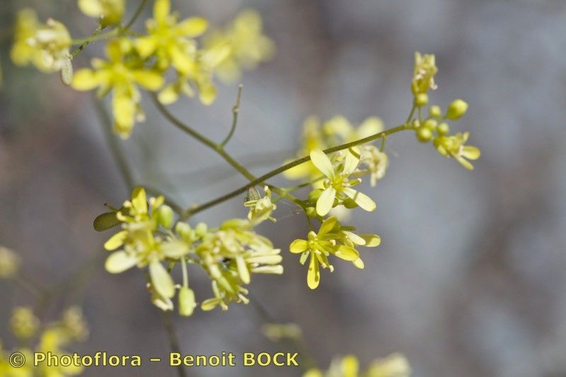 Biscutella rotgesii other