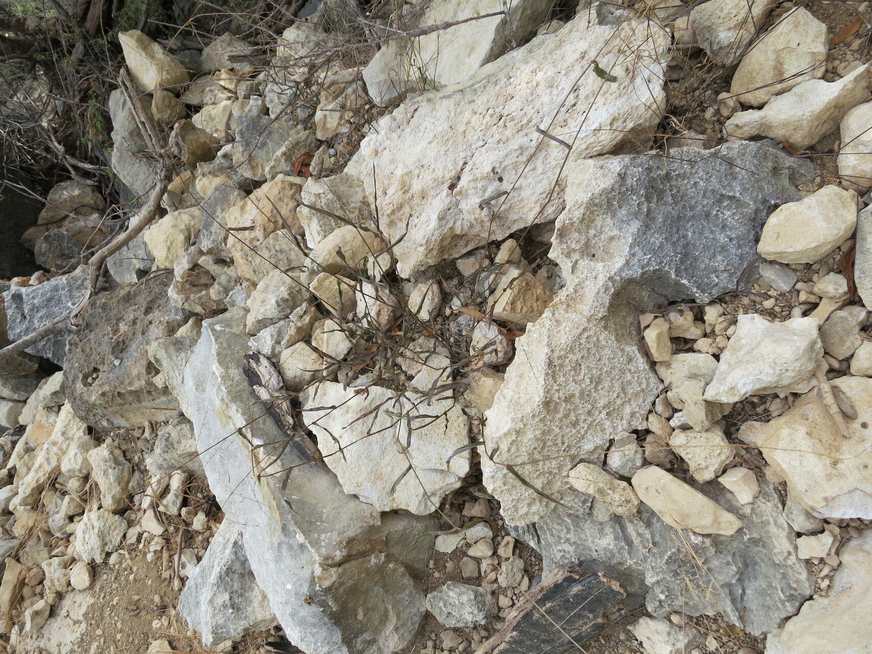 Acroceras calcicola habit