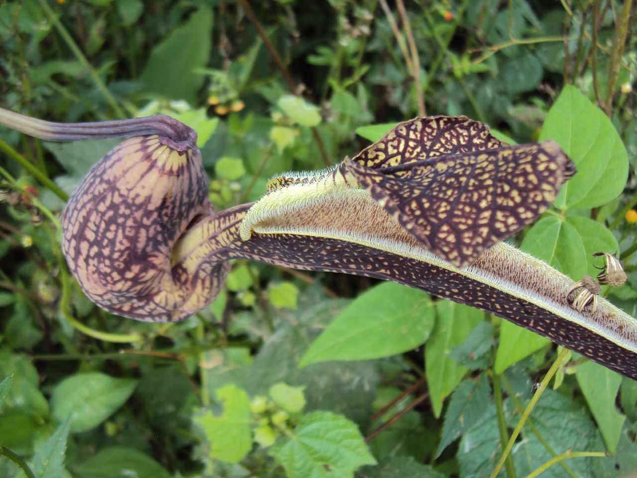 Aristolochia ringens flower