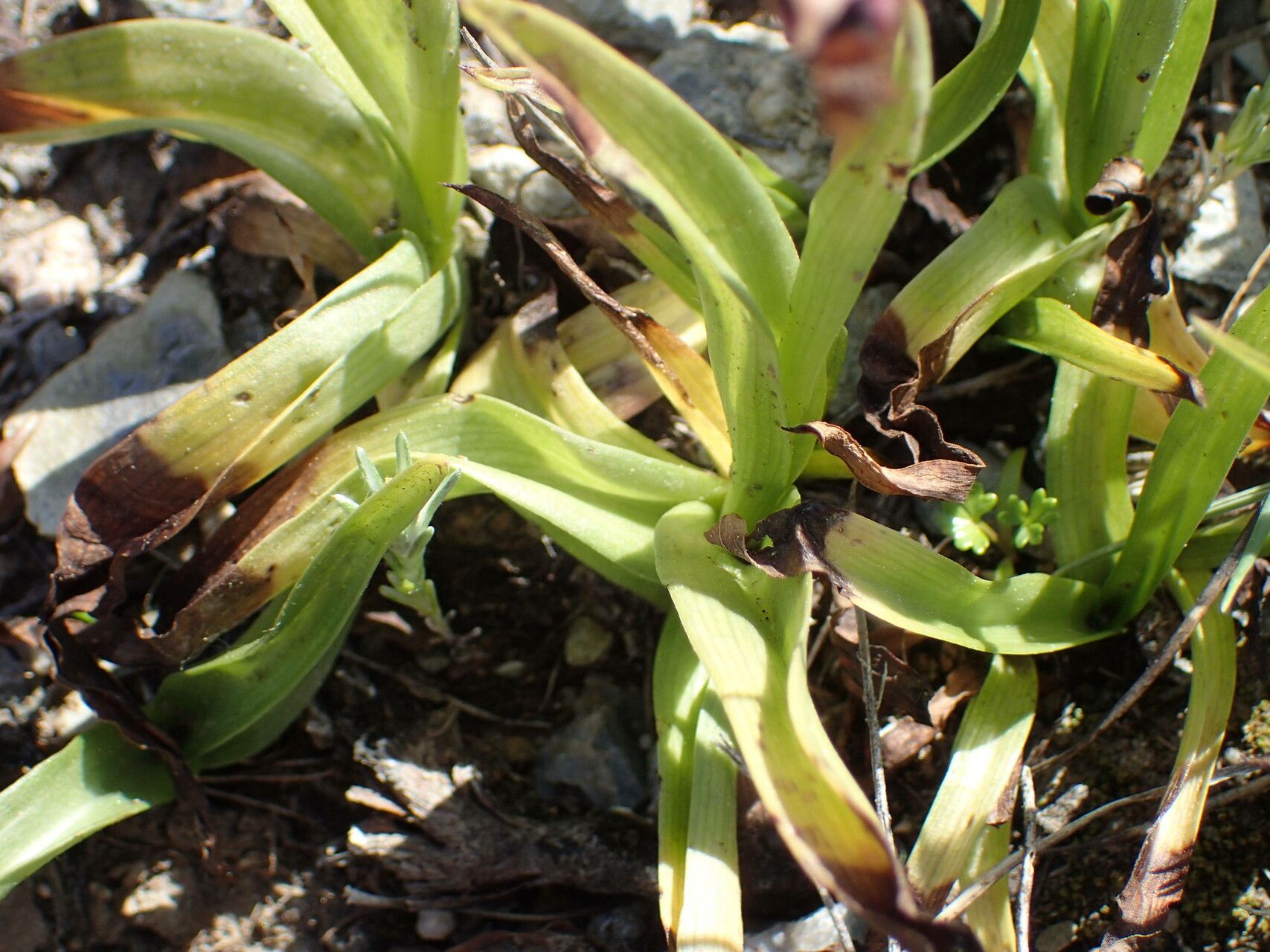 Serapias lingua — related species from the same genus