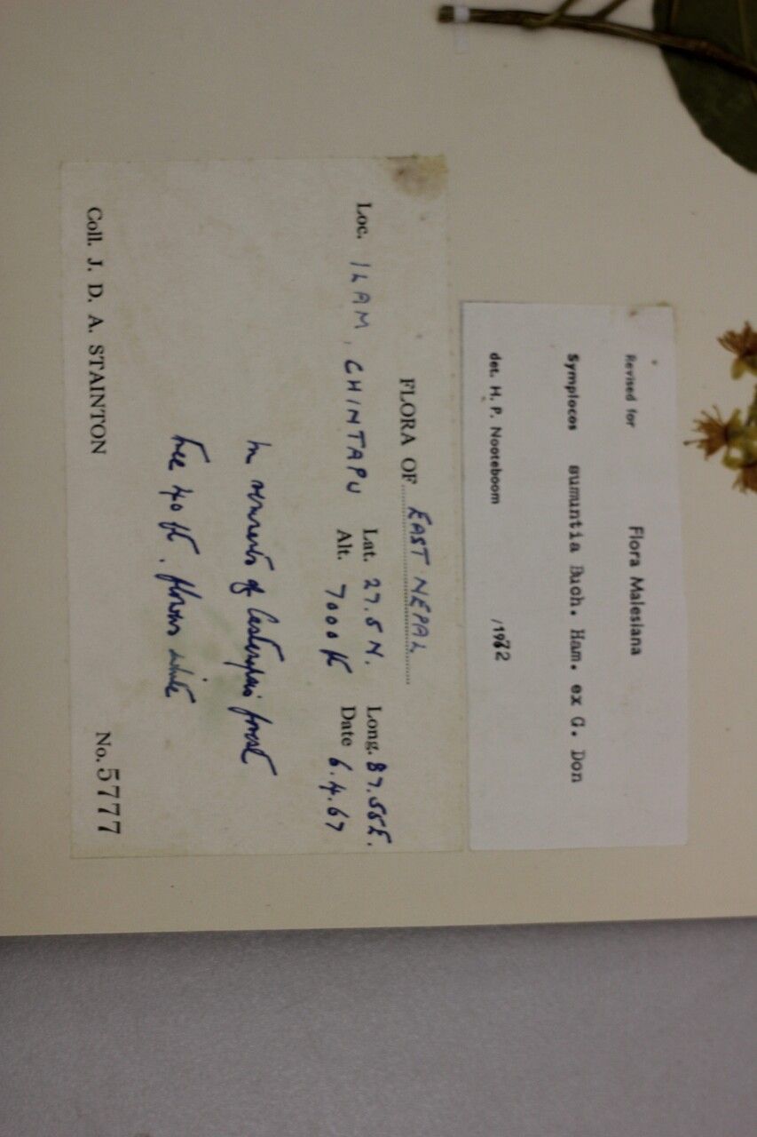 Symplocos sumuntia — houseplant care guide