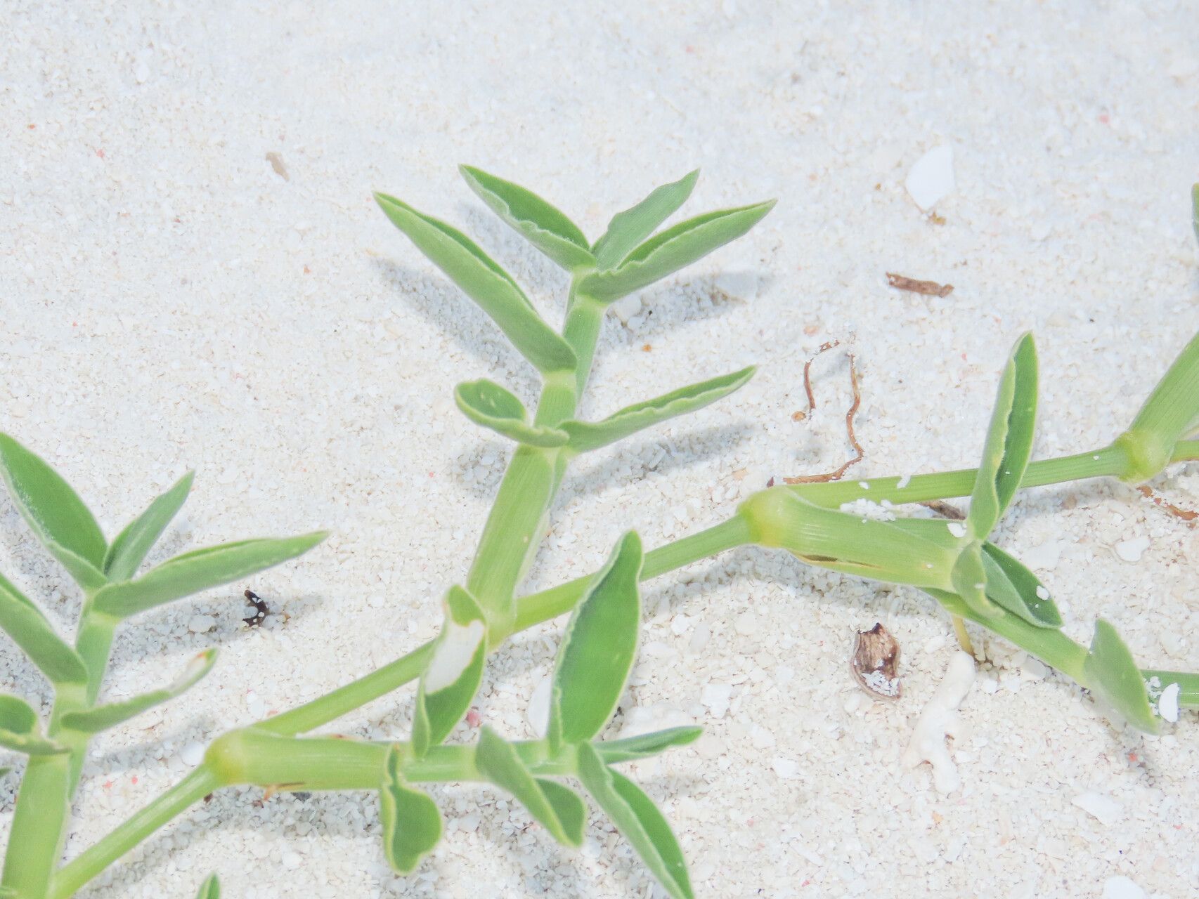 Thuarea involuta — houseplant care guide