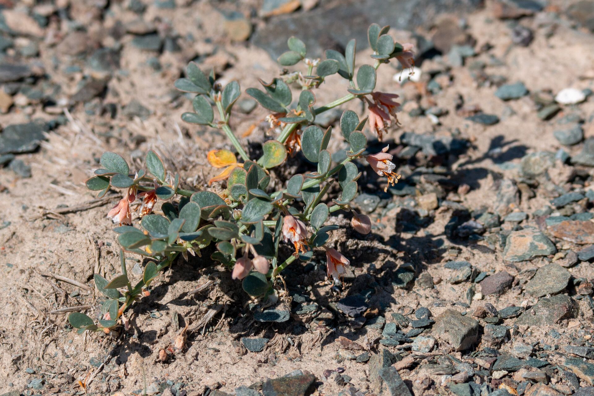 Zygophyllum rosowii — houseplant care guide