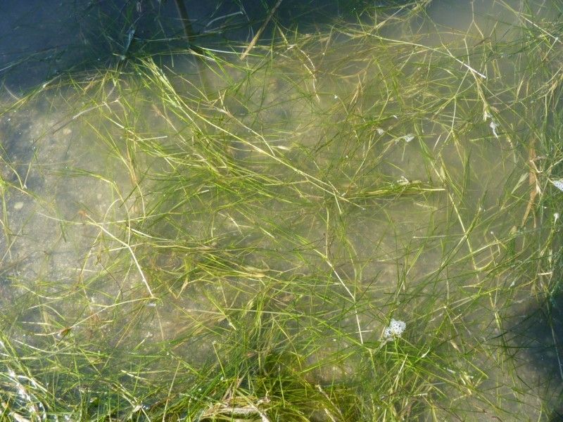 Ruppia cirrhosa habit