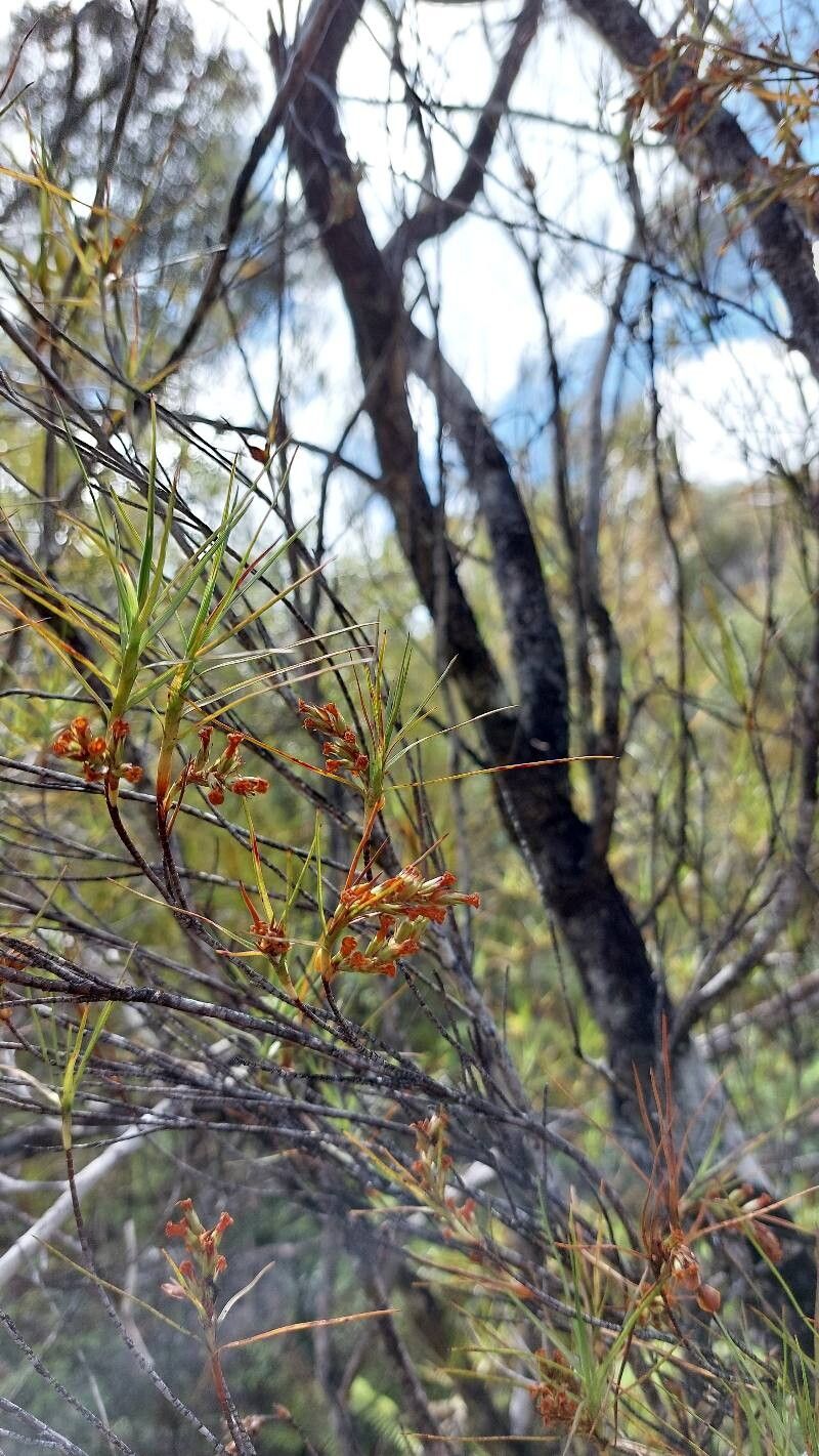 Dracophyllum urvilleanum — houseplant care guide