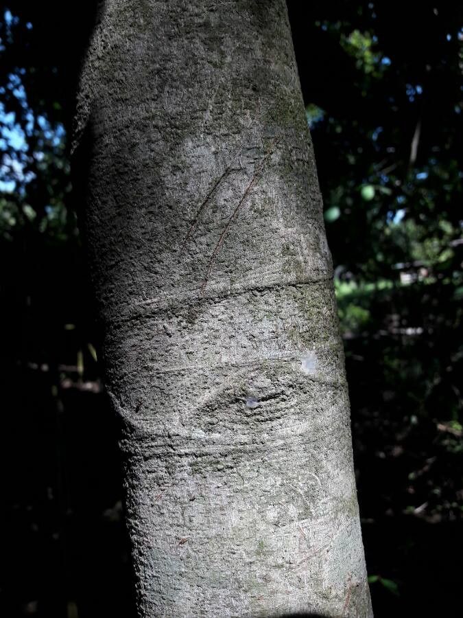 Licania arborea bark