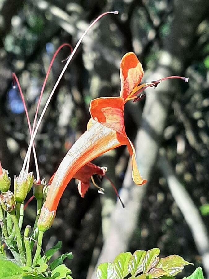 Tecomaria capensis flower