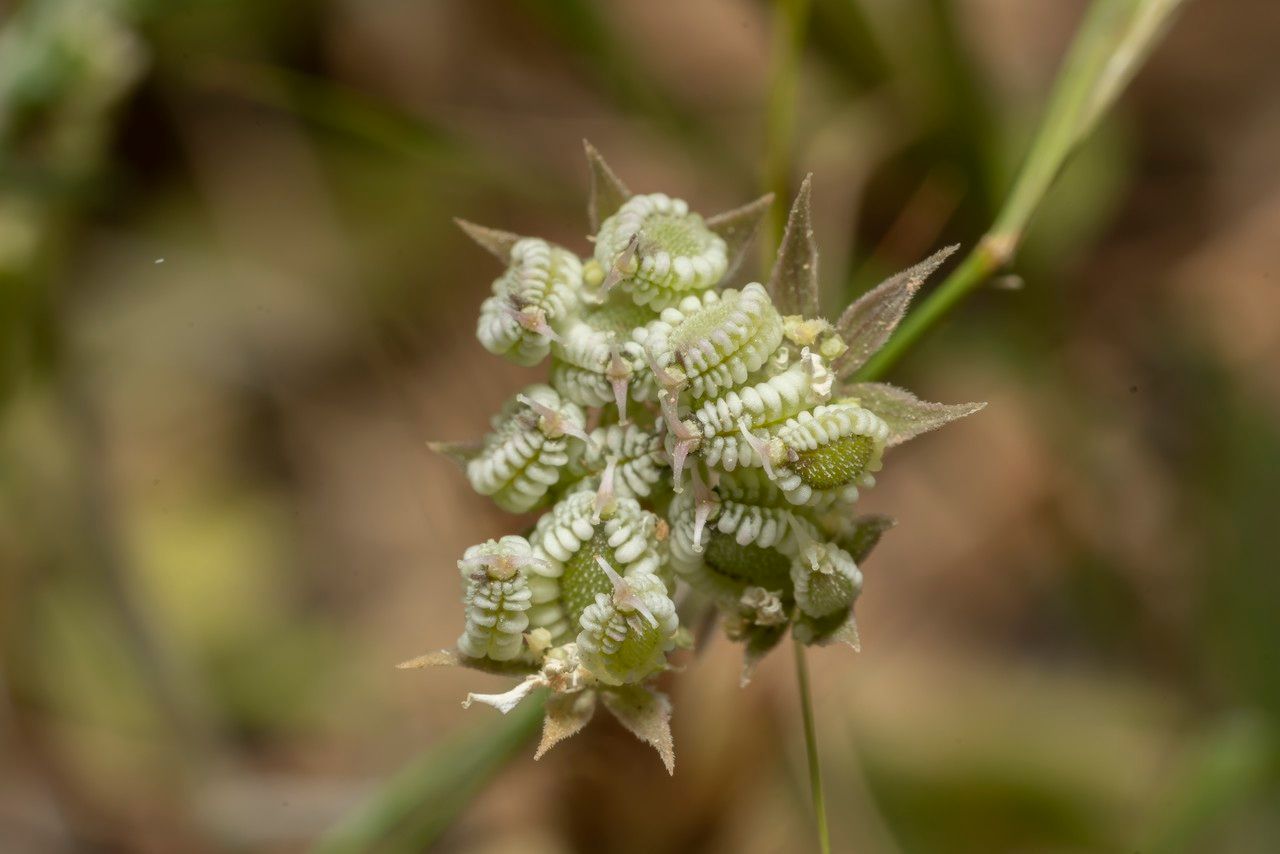 Tordylium aegaeum fruit