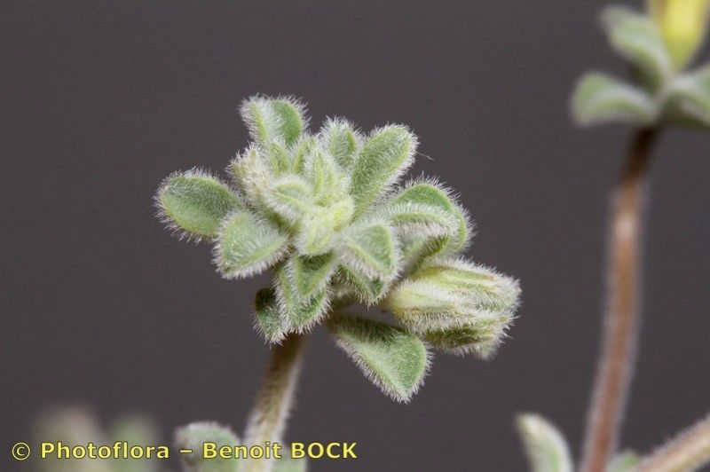 Lotus kunkelii fruit
