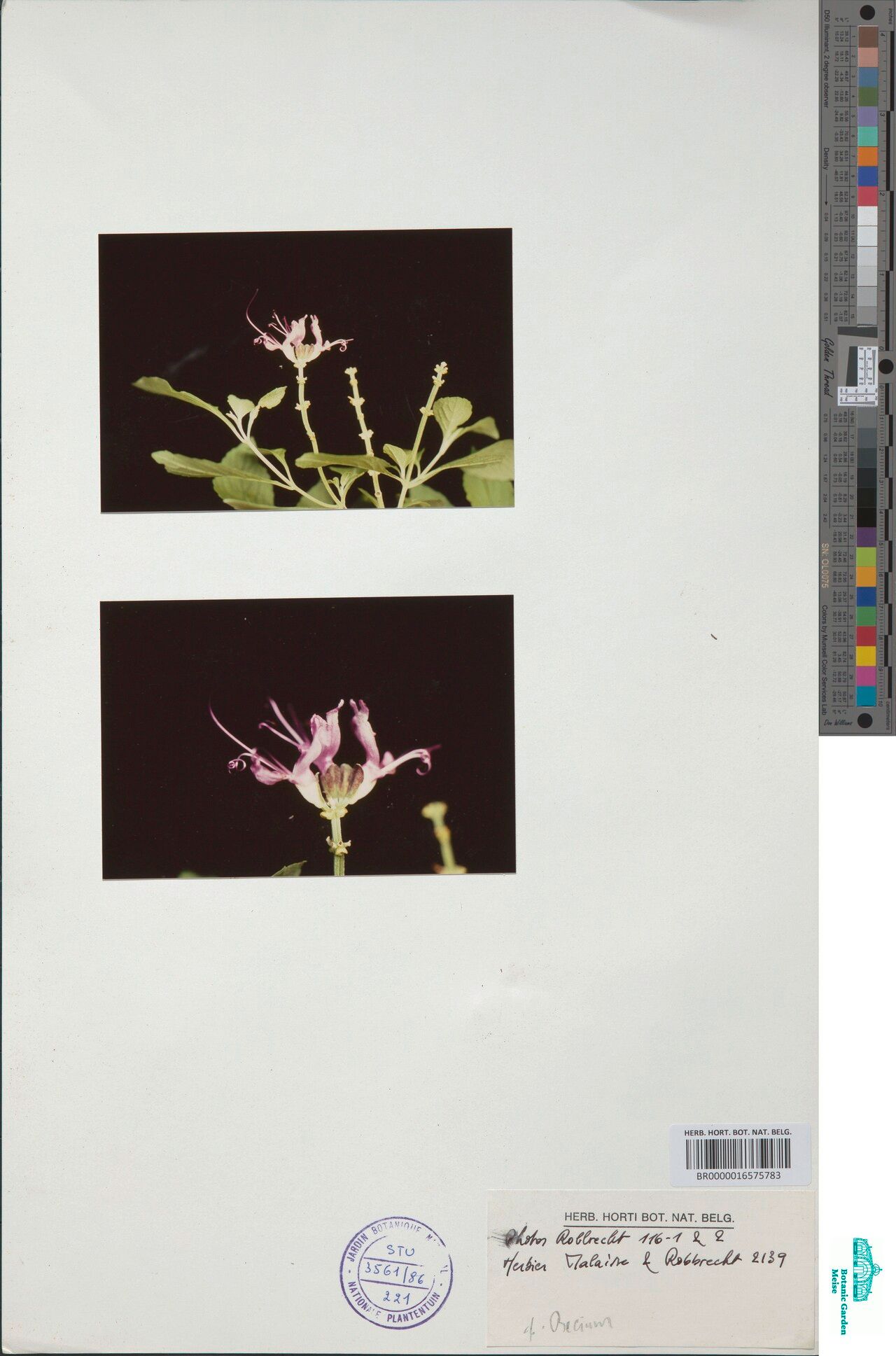 Ocimum albostellatum