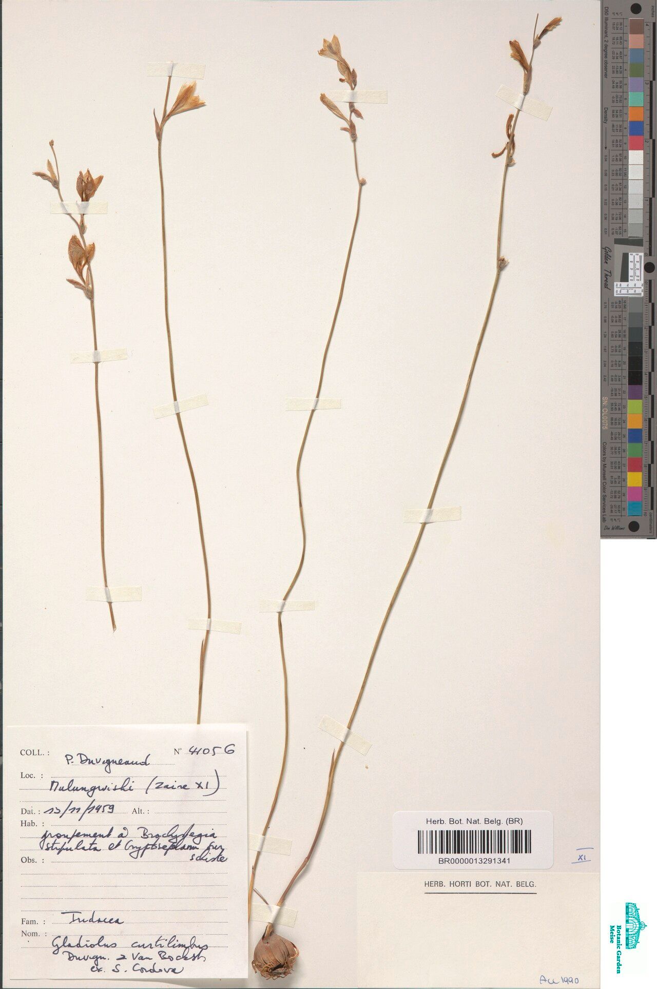 Gladiolus curtilimbus — houseplant care guide