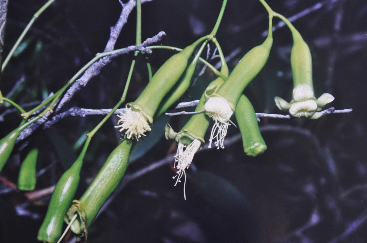 Syzygium laxeracemosum fruit