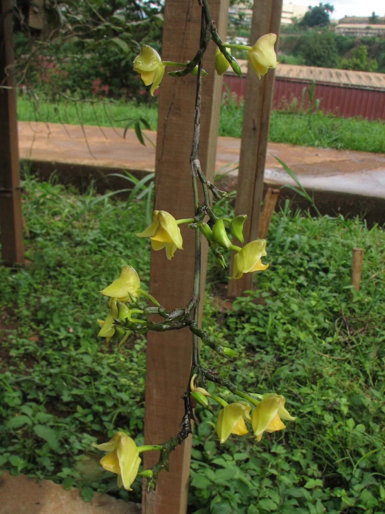 Polystachya caloglossa flower