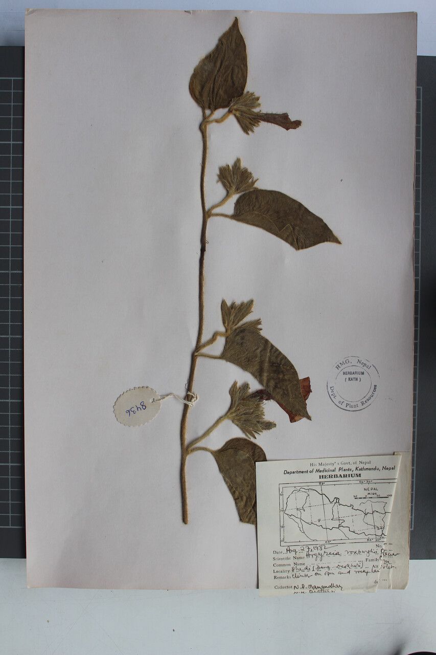 Argyreia roxburghii other