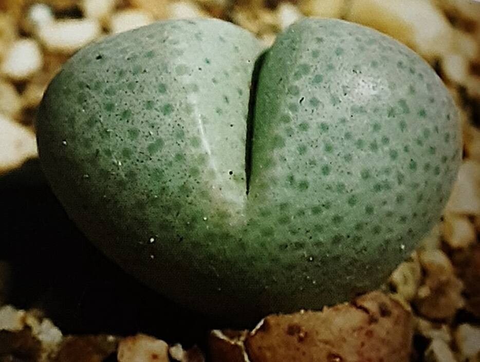 Dinteranthus puberulus — related species from the same genus