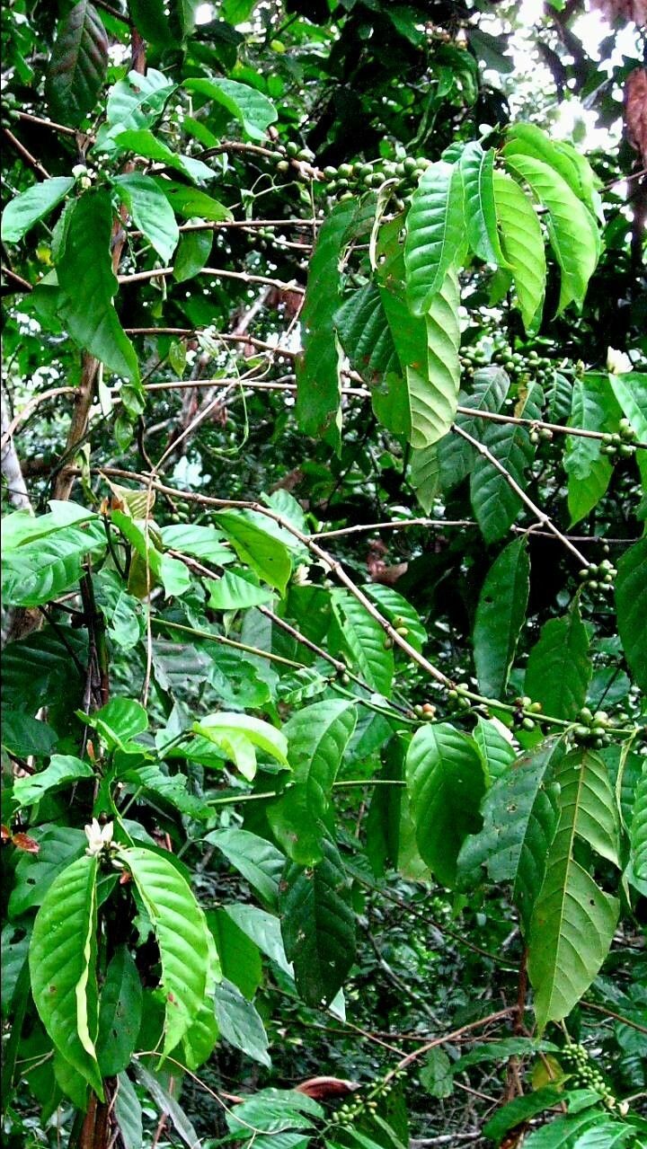 Coffea abbayesii — related species from the same genus