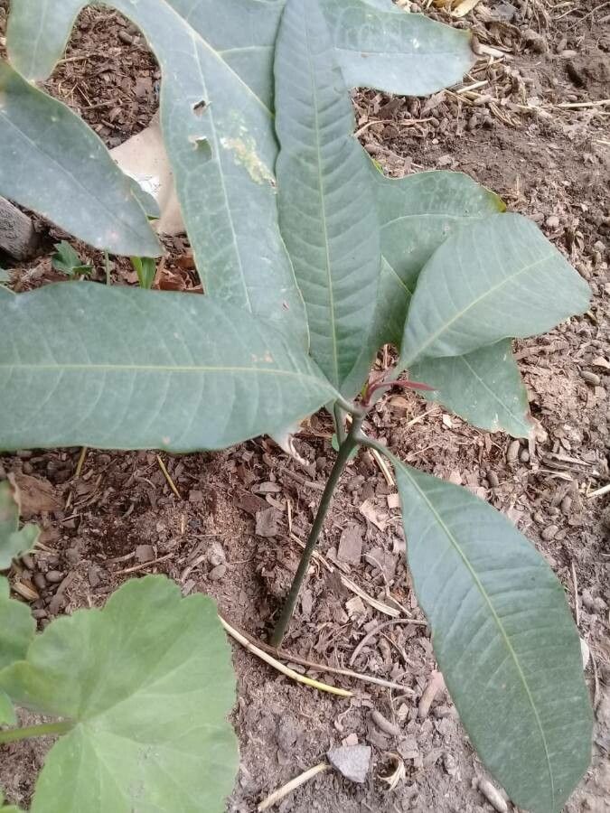 Ficus callosa flower