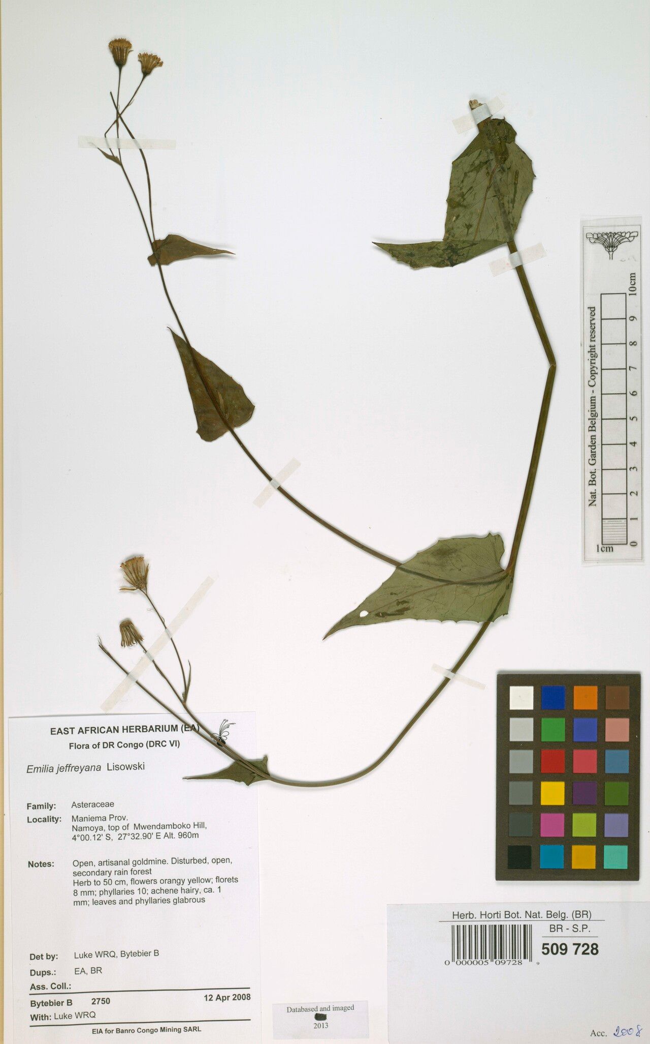 Emilia jeffreyana — search result for 'Emilia'