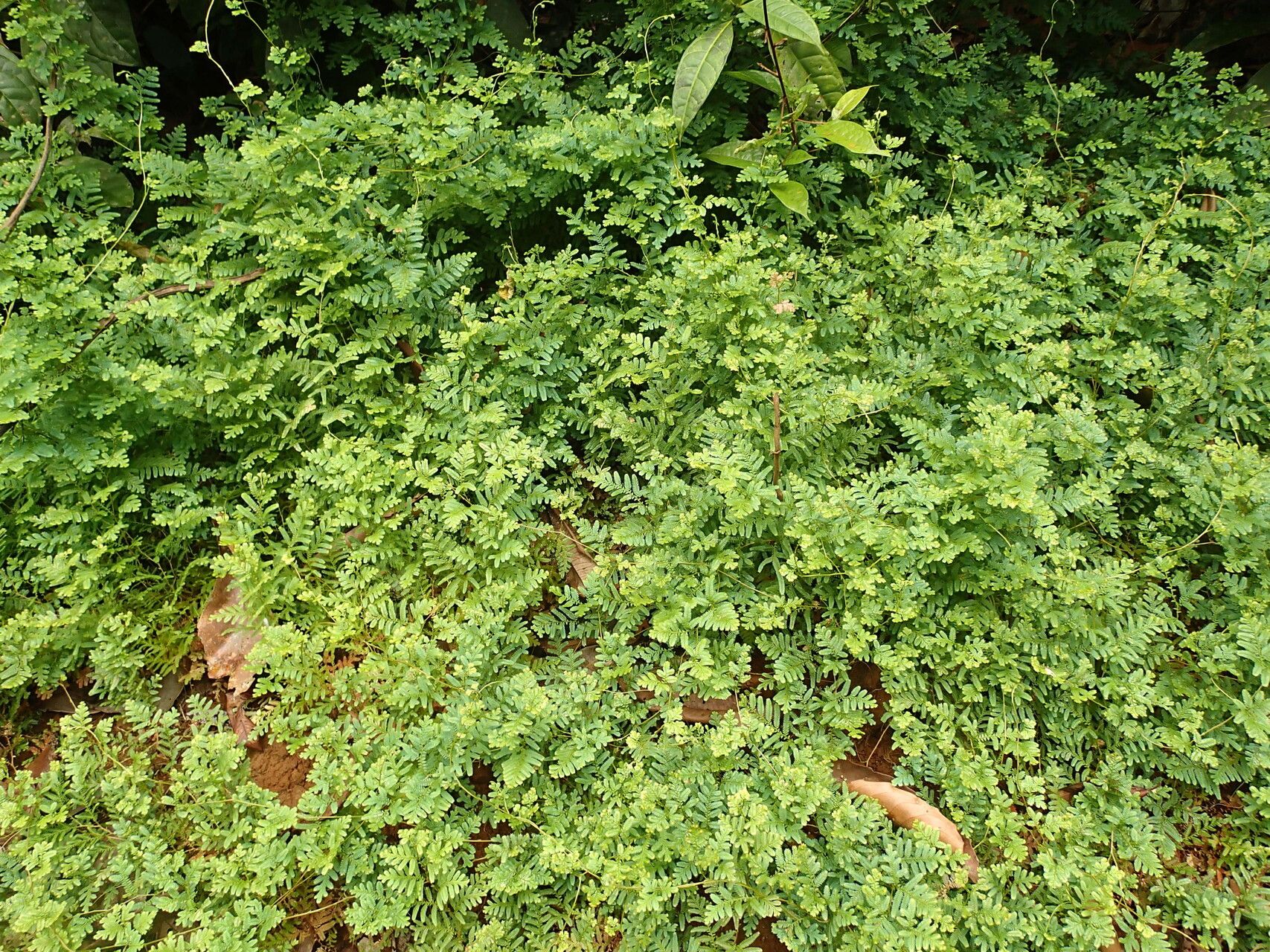 Selaginella myosurus habit