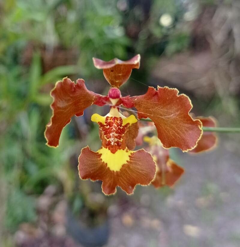 Gomesa imperatoris-maximiliani — houseplant care guide