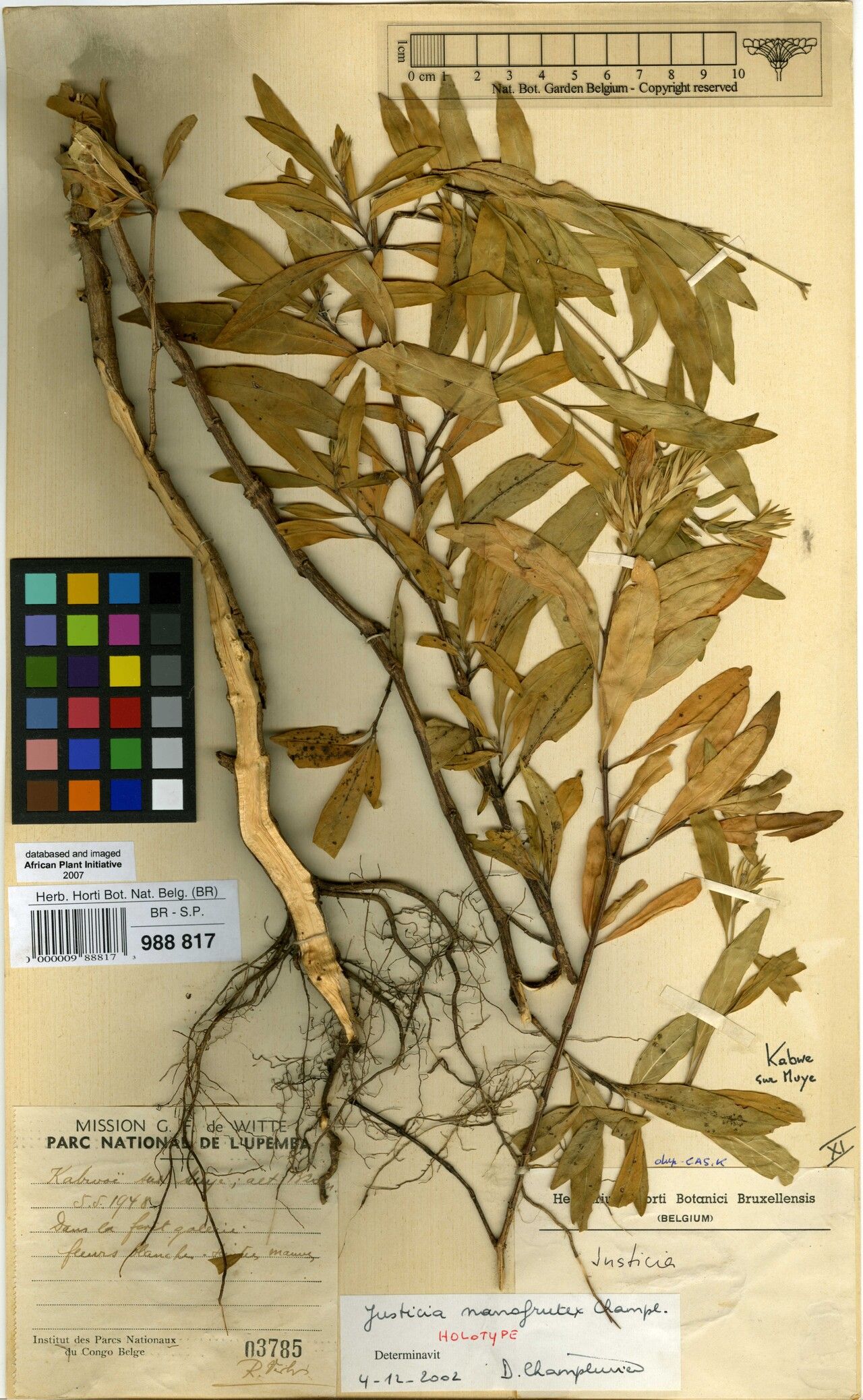 Justicia nanofrutex — houseplant care guide