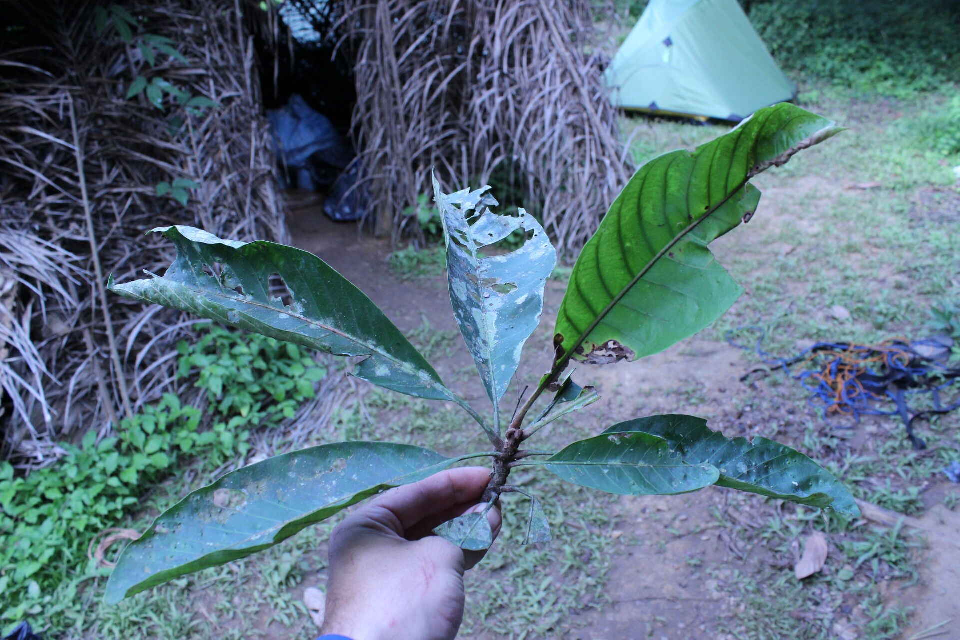 Synsepalum bequaertii leaf