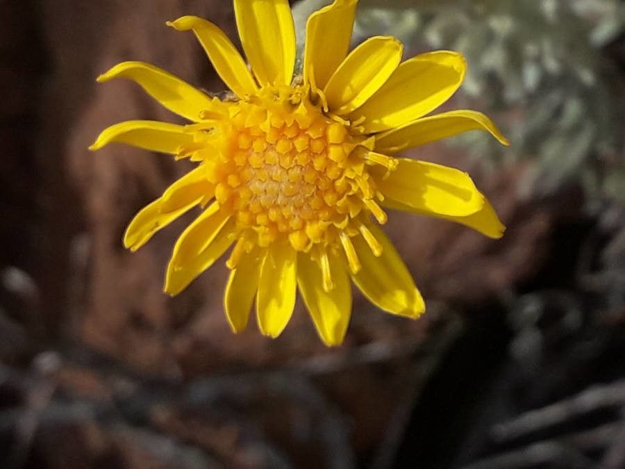 Senecio argyreus flower