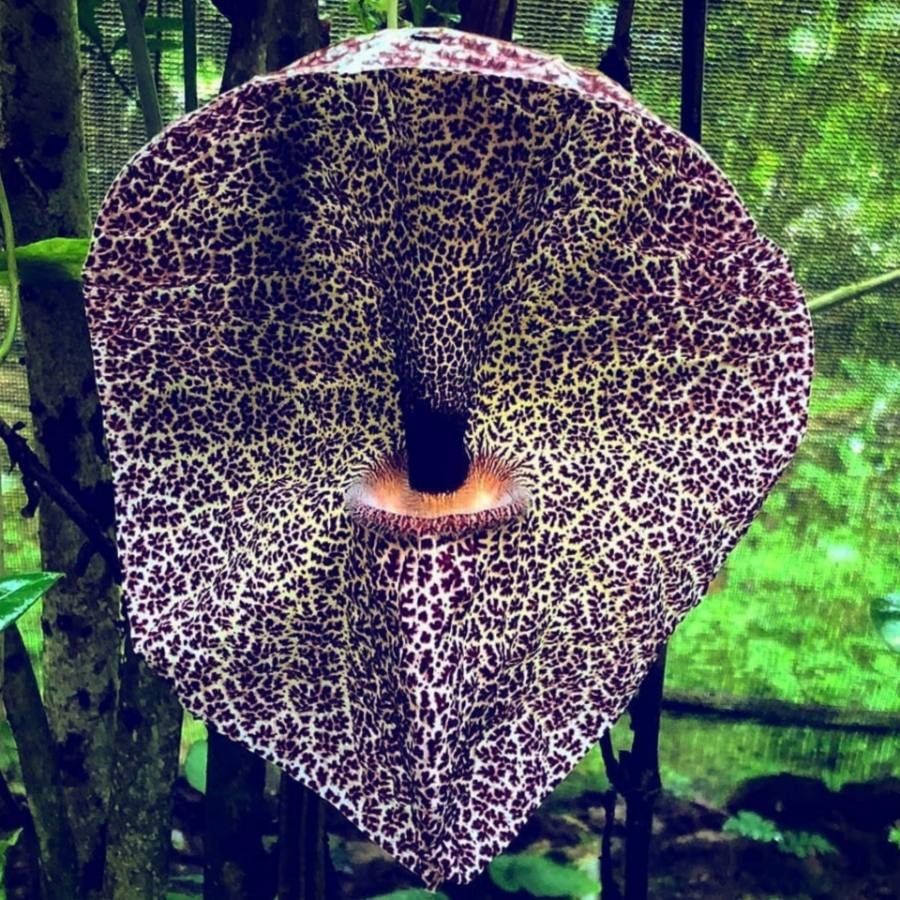 Aristolochia cordiflora — search result for 'Aristolochia'
