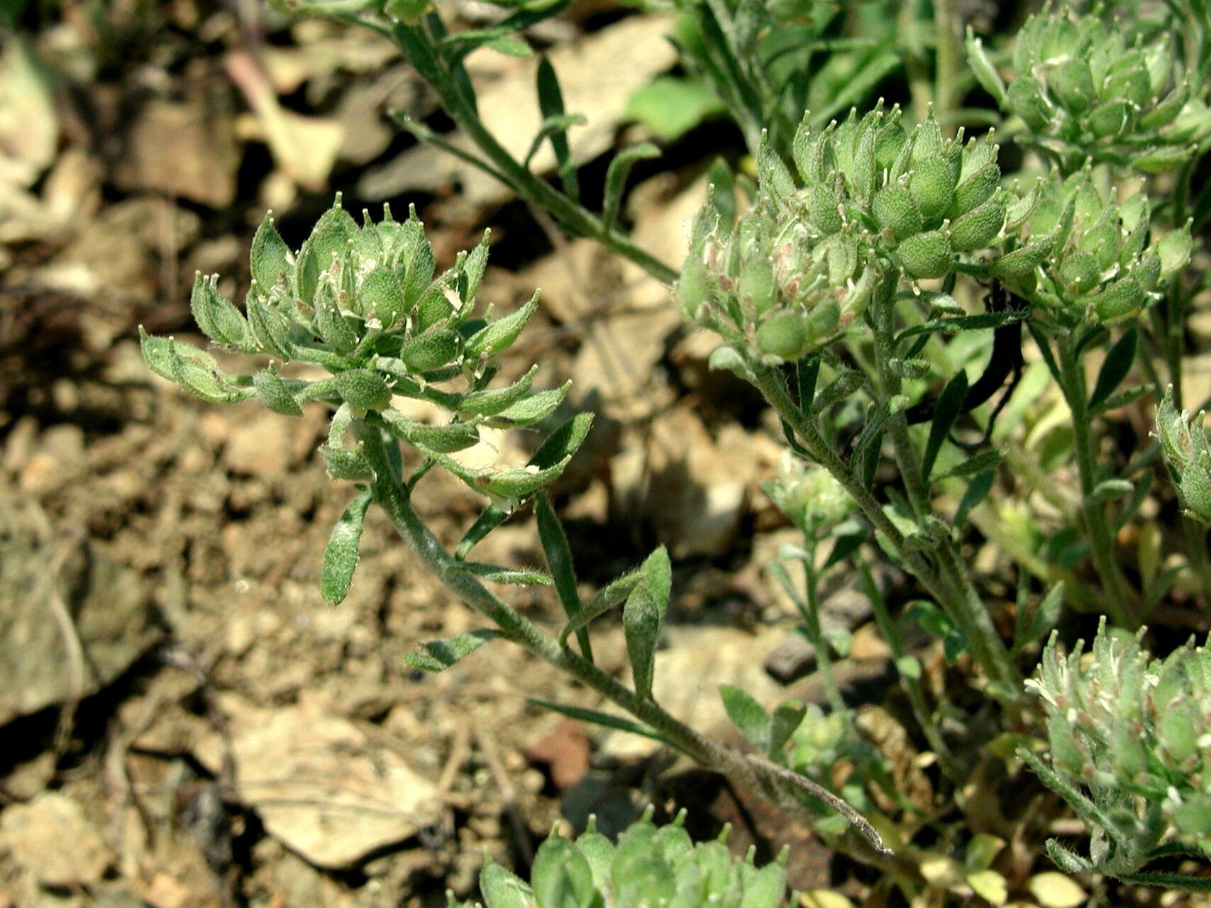 Alyssum umbellatum — houseplant care guide