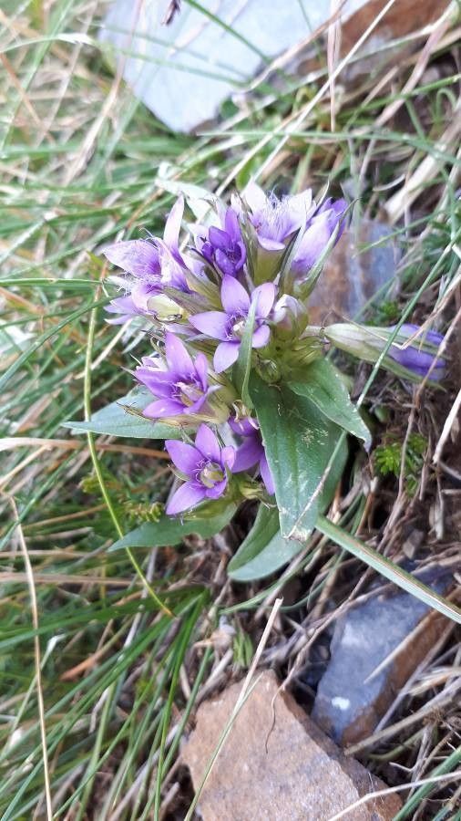 Gentianella anisodonta — related species from the same genus