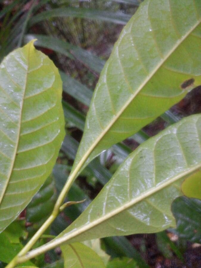 Gustavia hexapetala leaf