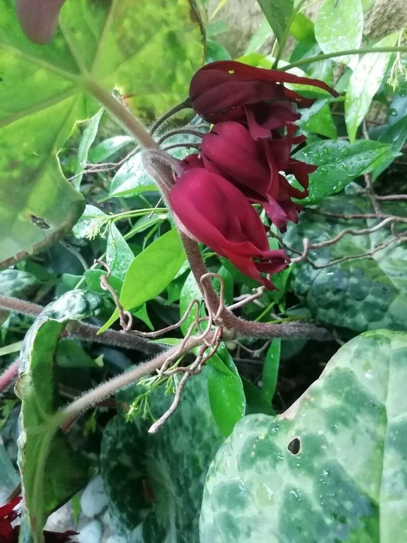 Podophyllum cv. 'Kaleidoscope' flower