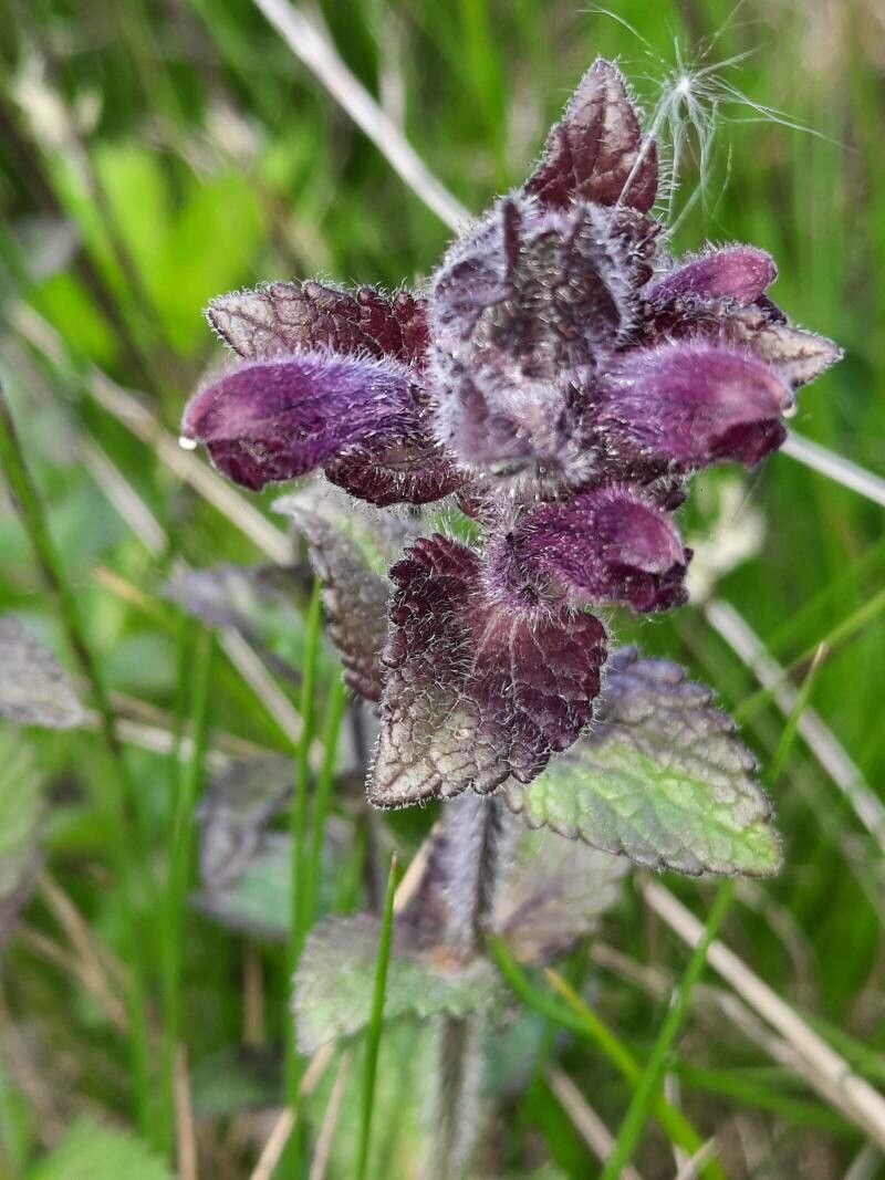 Bartsia alpina flower
