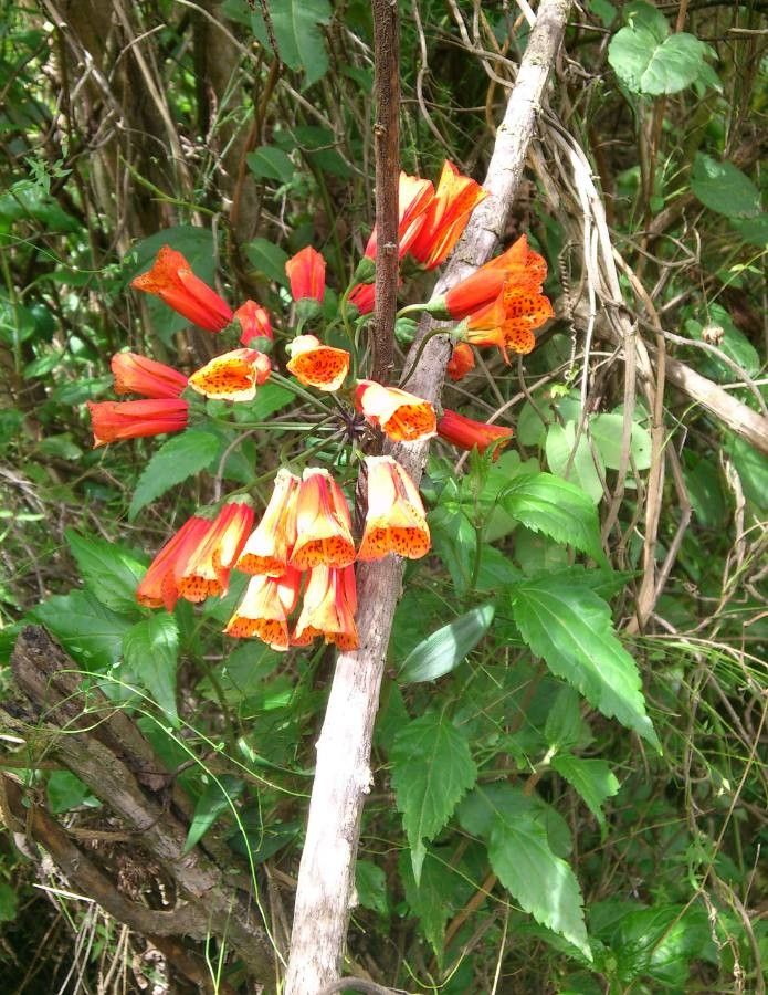 Bomarea glaucescens — search result for 'Alstroemeriaceae'