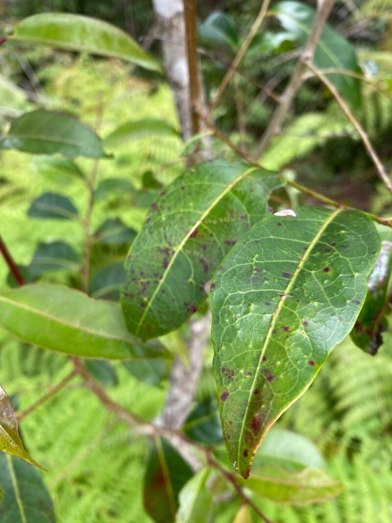 Glochidion ferdinandi leaf
