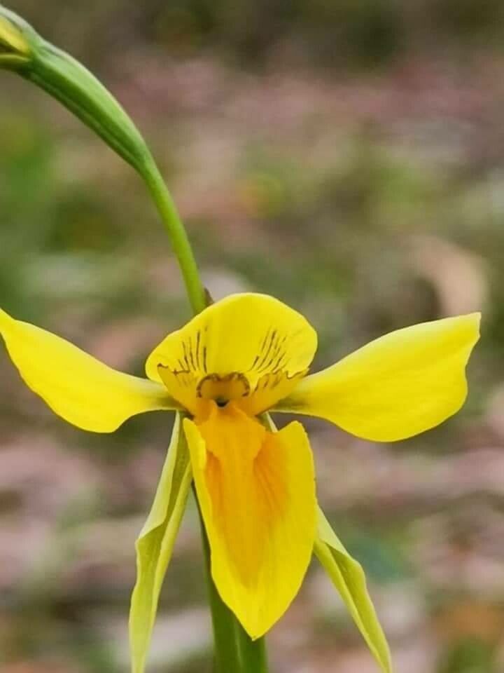 Diuris behrii — related species from the same genus