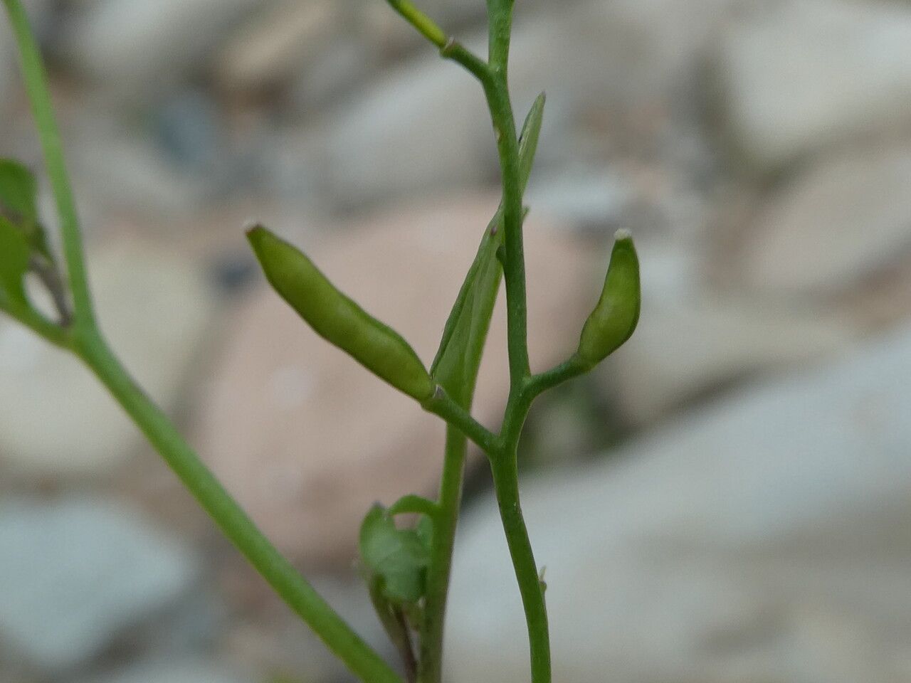Cardamine resedifolia fruit