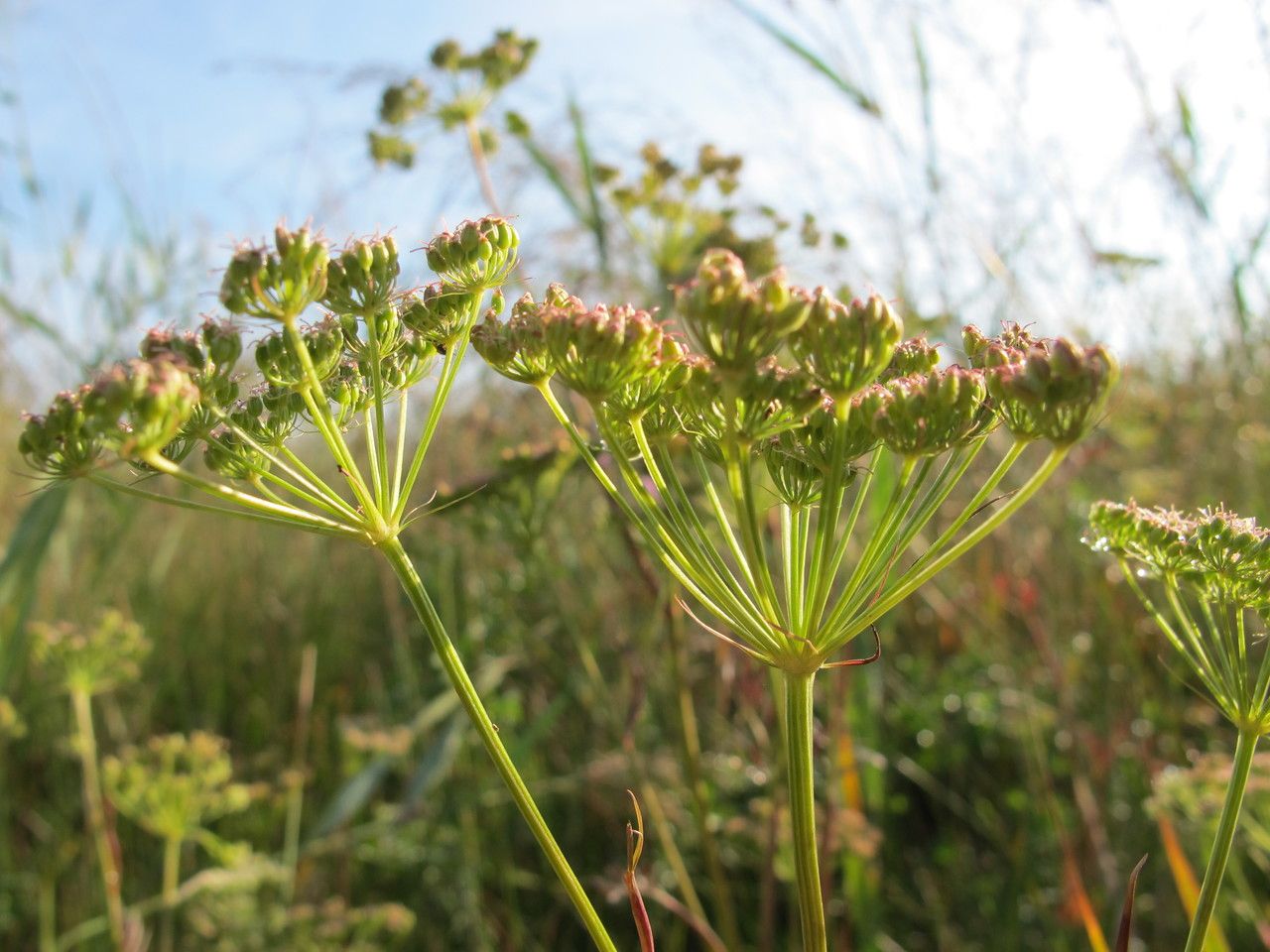 Kadenia dubia flower