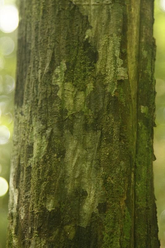Unonopsis rufescens bark