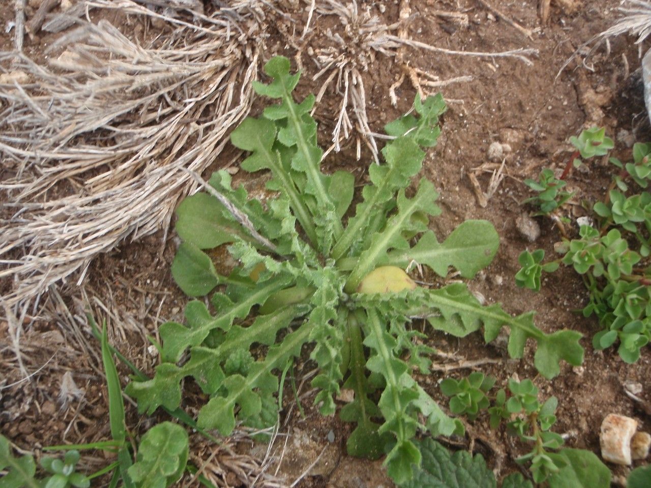 Hyoseris scabra habit
