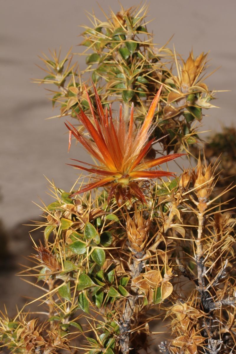 Chuquiraga spinosa flower