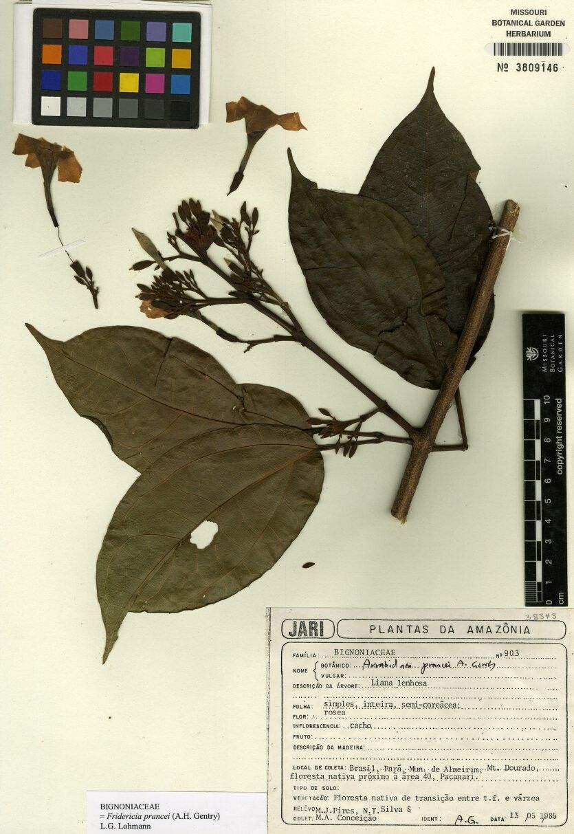 Fridericia prancei — houseplant care guide