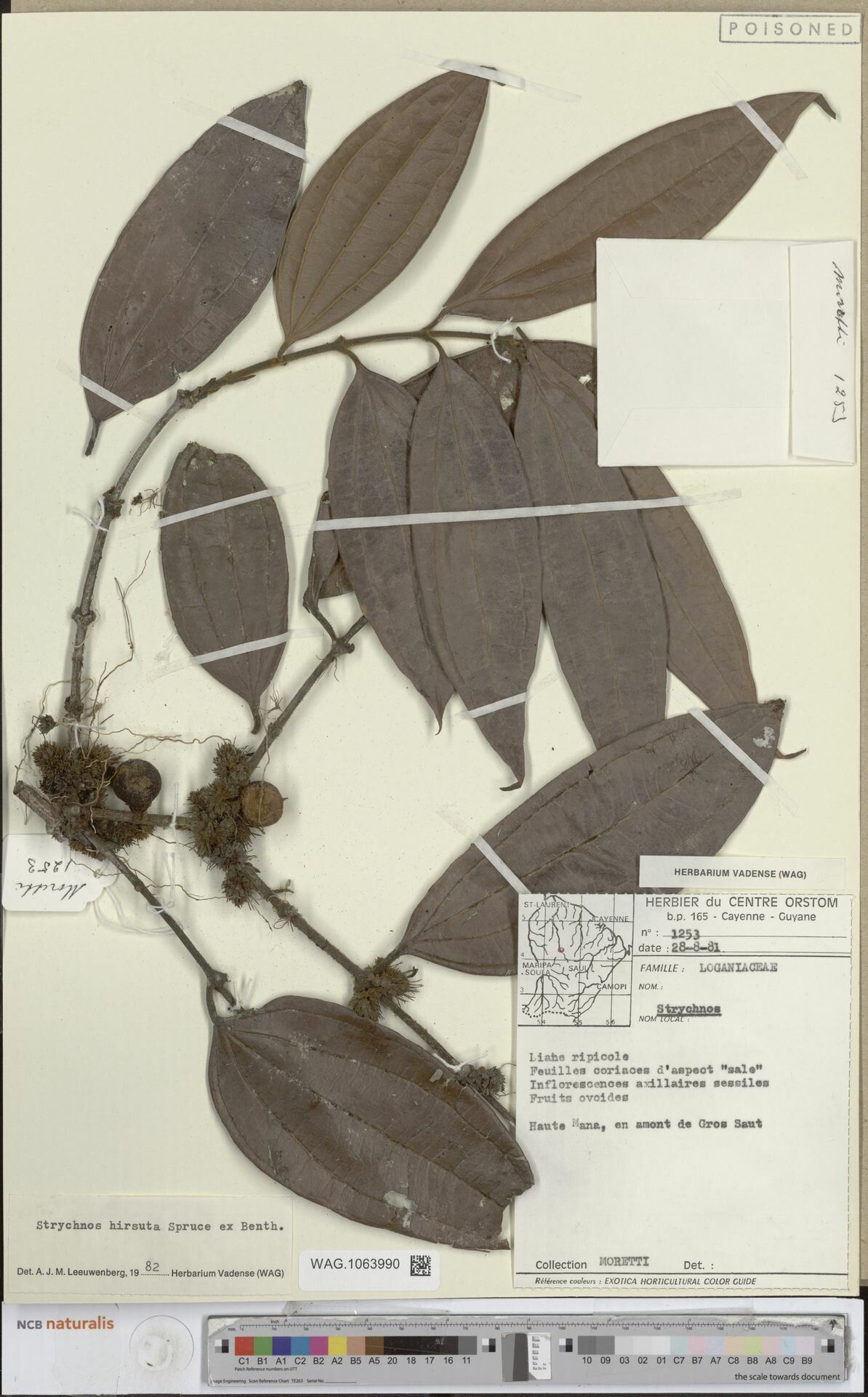 Strychnos hirsuta fruit